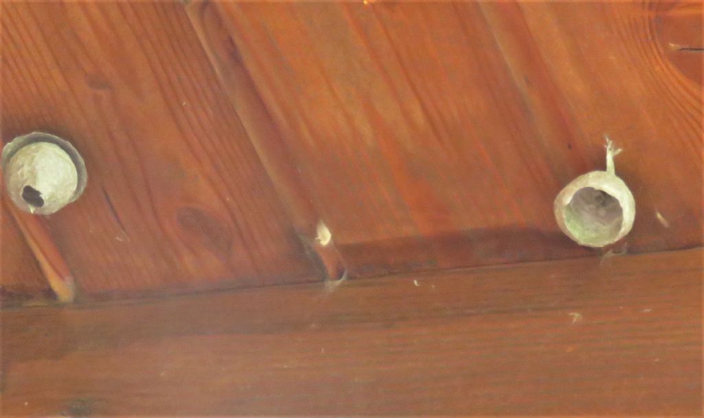 Nidi di vespoidei: Dolichovespula sp.